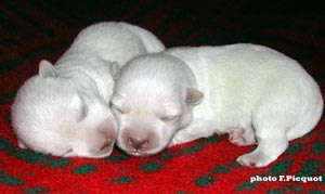 Puppies of Ouanadoo X Jamiroquai