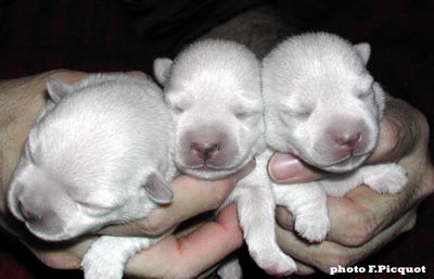 Puppies of Ouanadoo X Jamiroquai