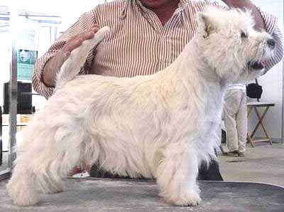 CAC CACIB BOB Bravo de Saestar