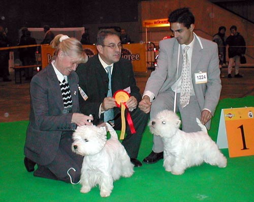 CAC CACIB Zoe of Westerhills, BOB CAC CACIB Sex Gossip du Moulin de Mac Gregor