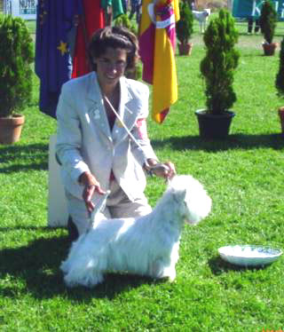 CACIB BOB BOG Tattarmaya's Thor