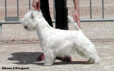CAC Ritzy Crackerjack du Clan des Hamilton