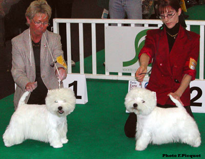CACIB BOB Yougman of Jeryco, RCACIB Lord's Wain Major Thompson