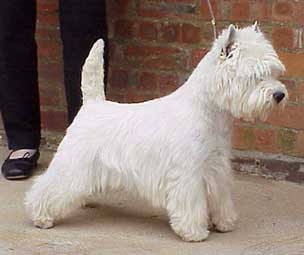 Ch.  GB Nordic Winner 02 CACIB Krisma Cityslicker