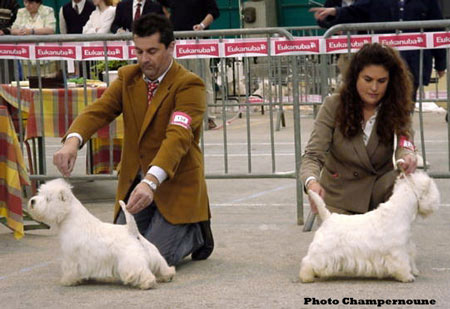 CAC Best Dog Alborada Aristokrat, 1 Exc Champion Class Nabuchodonosor du Moulin de Mac Gregor