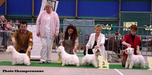CAC Alborada Aristokrat, RCAC Nemail Diamant du Moulin de Mac Gregor, Rebell' de Willycott, Ritzy Crackerjack du Clan des Hamilton