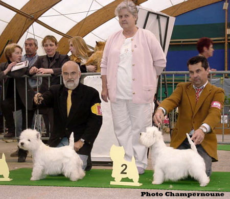 CAC BOB Neon Light du Clan des Hamilton, RCAC Pale Moonlight de Champernoune
