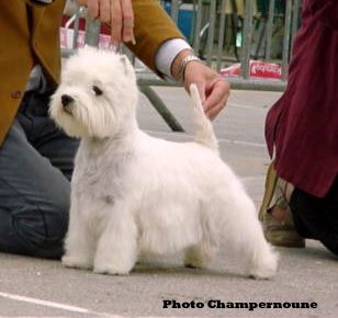RCAC Pale Moonlight de Champernoune