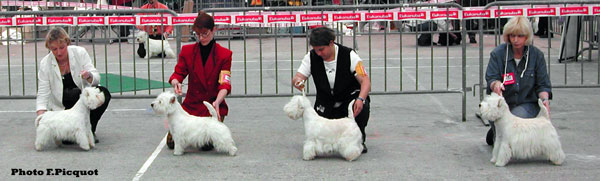 Rebell' de Willycott, Rotzy Crackerjack du Clan des Hamilton, Royal Racer de Catextol, Zino de Jerycho