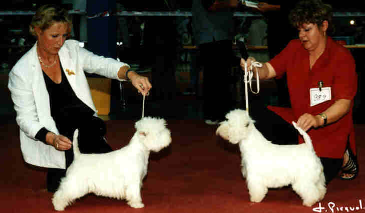 1 Ch. Lucky Star's Queen of Love, 2 Open Pretty des Falaises d'Albatre