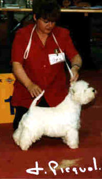 BOB CACL CACIB Lucky Star's Quenn of Love