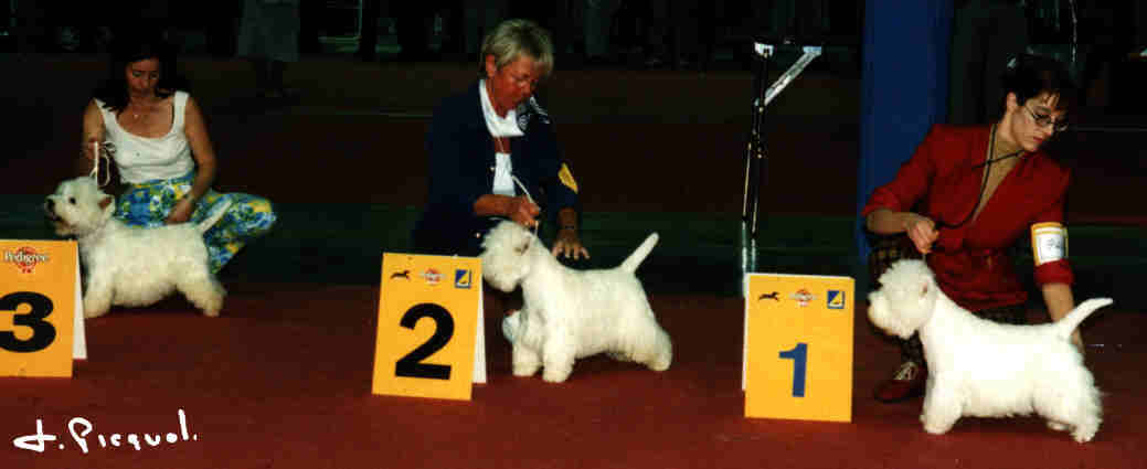 1 Lord's Wain Major Thompson, 2 Yougman of Jeryco, 3 Maxi Male Intuition de Biguinine