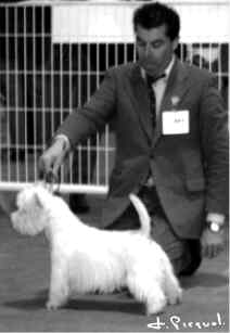 Ritzy Crackerjack du Clan des Hamilton handled by E. Corbinus