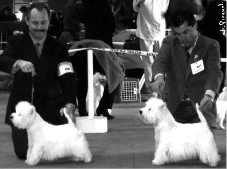 RCACIB Ch. Lord's Wain Major Thomson, Ch. lord's Wain O'Badger