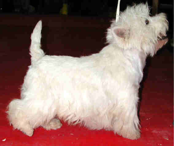  Photo CACIB BOB Ch Maxi-male de Biguinine