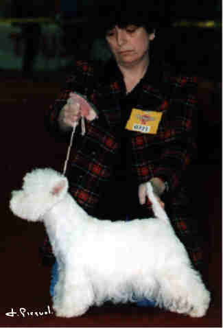 cac. cacib. Miss du Redour de la Rochelire