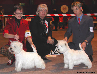 CAC CACIB Ch. Lord's wain Major Thompson, CAC CACIB BOB Ariostea Priscilla