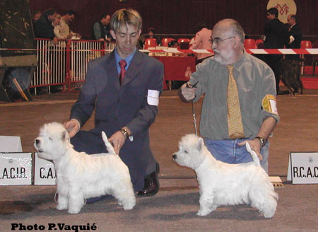 CAC CACIB BOB Ariostea Priscilla, RCAC RCACIB Ch. Neon Light du Clan des Hamilton