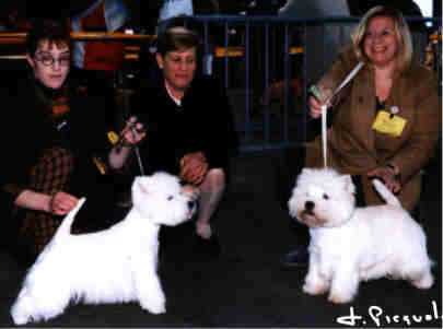 photo ouanadoo du clan des hamilton et Ch. whitebriar jamiroquoi