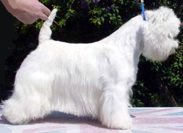 Ch. Pale Moonlight de Champernoune