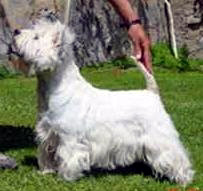 Veteran Riwals Polka