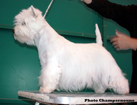 CAC CACIB BOB One of These Days de Champernoune