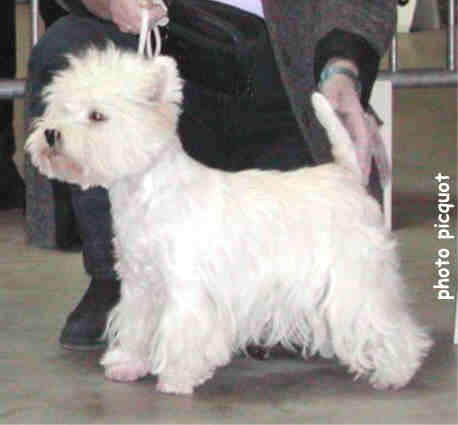 RCACIB Ch. Pretty Pearl de Willycott