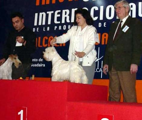 Sylvester the Great Rotella de Treysas