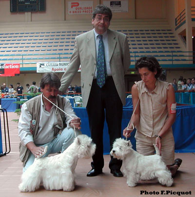 CAC CACIB BOB BOG Southerly King of the World, CACIB Beretta
