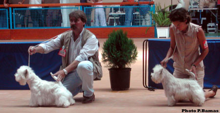 CAC CACIB BOB BOG Southerly King of the World, RCACIB Tattarmaya's Thor