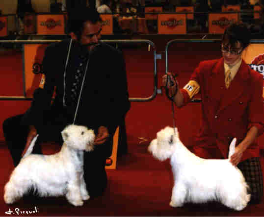 1erRCACIB(left)Alborada Amadeus,2me Lord's wain major thompson