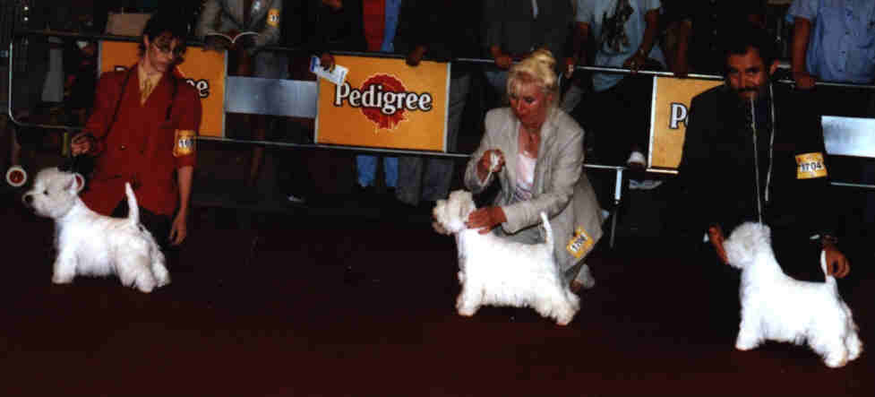 1re open CAC-QC(left)Ouanadoo du clan des hamilton, 1re champ CACIB(middle) Caithness petticoat lane, 2me champRCACIB(right) Alborada magic dream