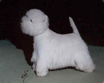 CAC CACIB Ch Yougman of Jeryco