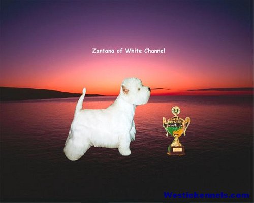Zantana of White Channel 