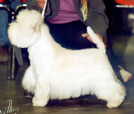 CAC Zantana of White Channel